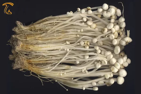 بیماری های قارچ انوکی