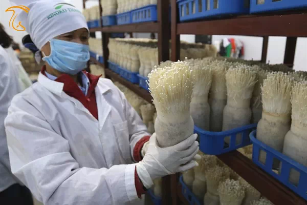 رعایت بهداشت در مزرعه پرورش قارچ انوکی به منظور جلوگیری از بیماری‌های قارچ انوکی