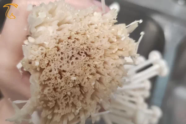 پوسیدگی، تغییر رنگ و آبکی شدن قارچ انوکی در اثر آلودگی لکه باکتریایی