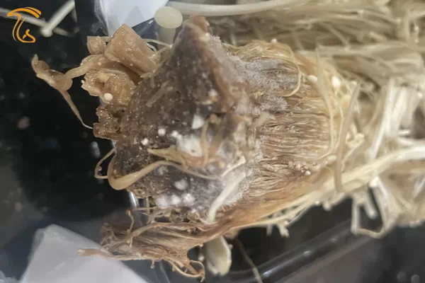 وجود کپک و پوسیدگی میسلیوم قارچ انوکی به دلیل رطوبت زیاد بستر