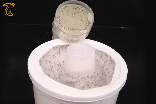 تله ساخته شده با قارچ متاریزیوم برای دفع پشه ها