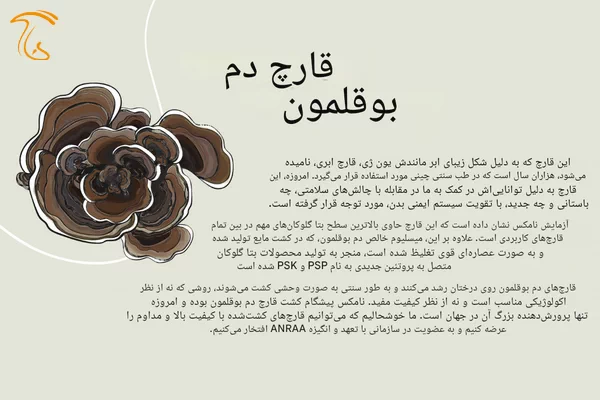 فواید و خواص قارچ ترکی تیل یا دم بوقلمون