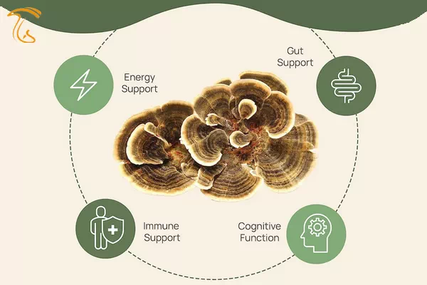 خواص قارچ دم بوقلمون