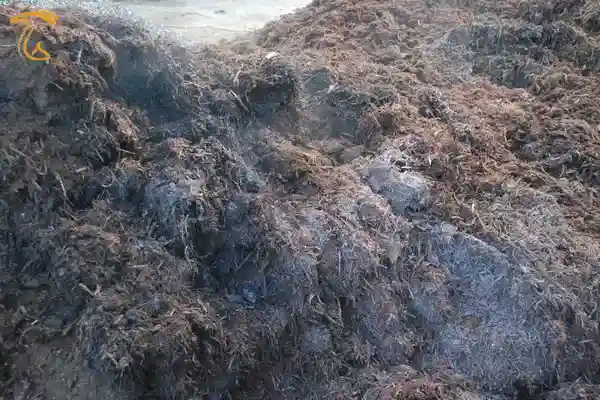 کمپوست قارچ مصرف شده می تواند منبع تجمع آلودگی و کپک باشد