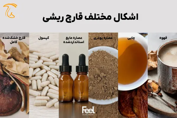 صنایع تبدیلی قارچ گانودرما
