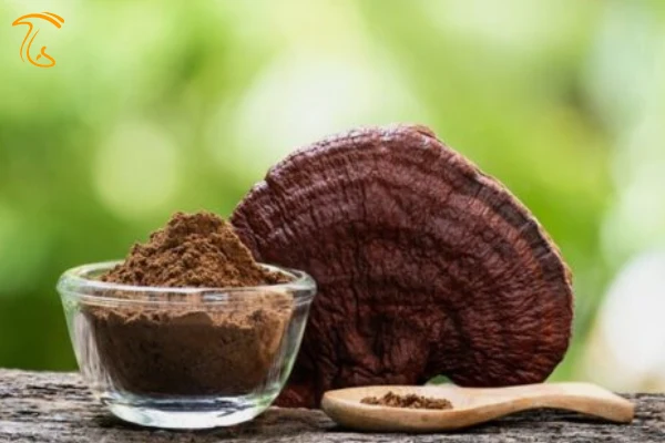 صنایع تبدیلی قارچ گانودرما