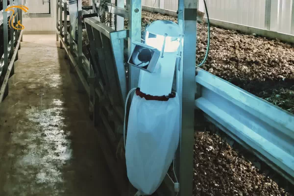 کنترل آفات قارچ با فناوری LED