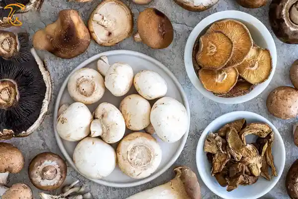 انواع قارچ خوراکی