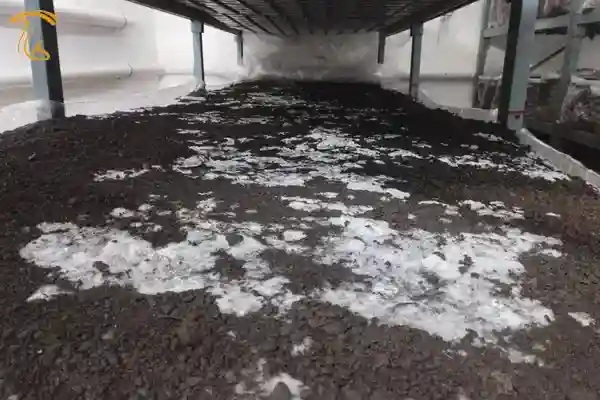 عدم رشد میسلیوم در خاک پوششی به دلیل تهویه نامناسب و غلظت بالای گاز کربنیک