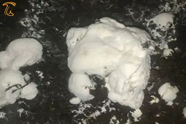 بیماری دنبلان کاذب