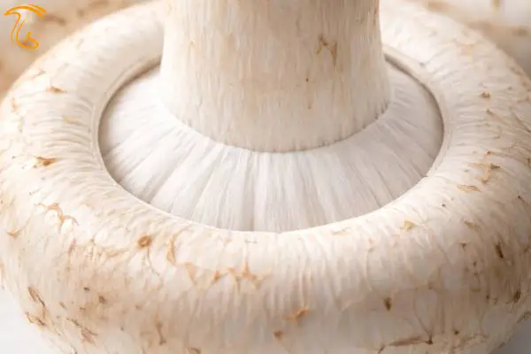 مزیایا و معایب خرید قارچ دکمه ای سفید