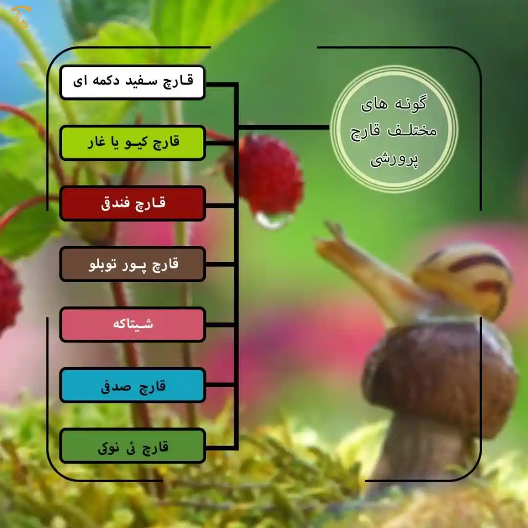 انواع قارچ پرورشی