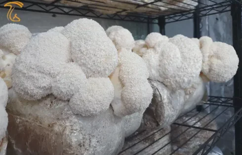 نحوه پرورش قارچ یال شیر