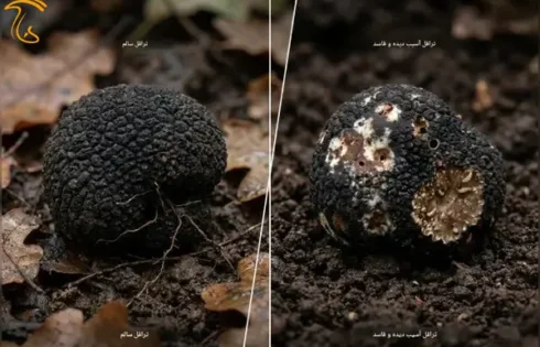 بیماری ها و آفات قارچ ترافل
