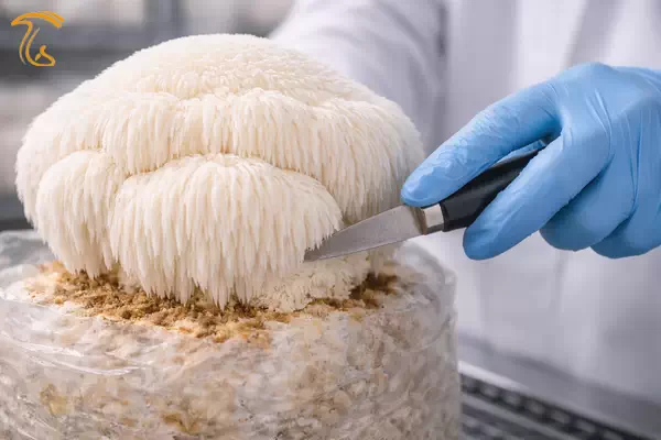 برداشت قارچ یال شیر
