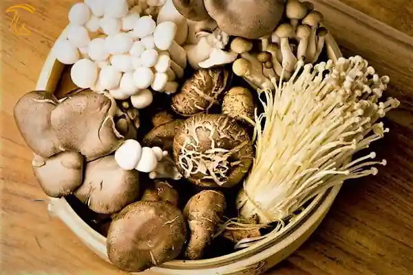 قارچ دارویی