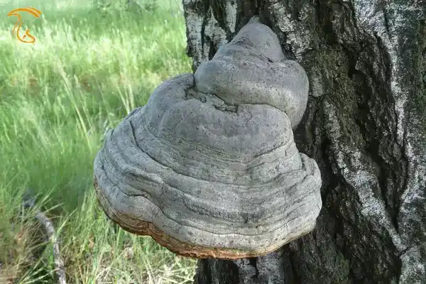 قارچ Fomes fomentarius