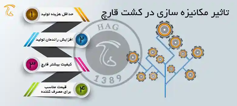 تکنولوژی قارچ