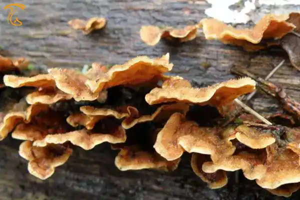 قارچ چوبزی stereum hirsutum