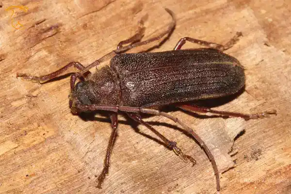 سوسک شاخدار Cerambycidae