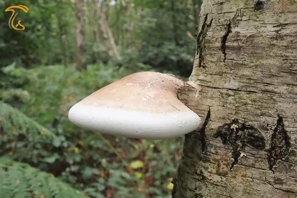 قارچ چوبزی Fomitopsis betulina معروف به توس پولیپور
