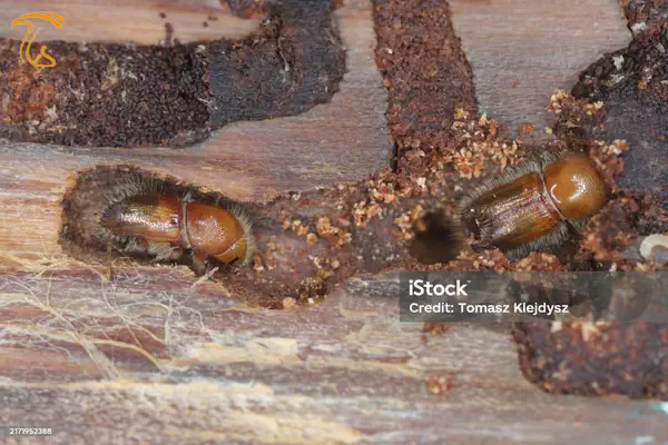 سوسک پوست خوار Scolytinae