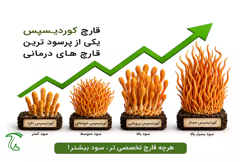 درآمد و سودآوری قارچ کوردیسپس