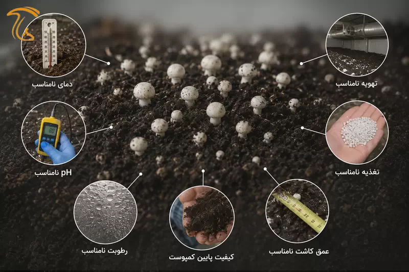 دلایل ریز شدن قارچ دکمه ای