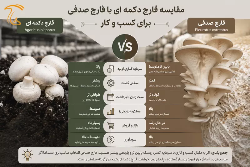 اینفوگراف مقایسه قارچ دکمه ای و صدفی برای کسب و کار
