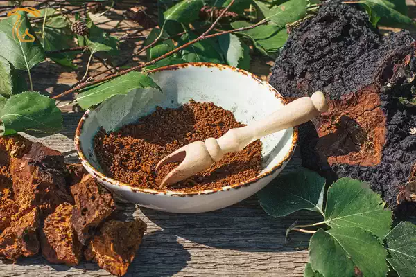 پودر قارچ چاگا بیشترین کاربرد را برای تهیه محصولات دارد