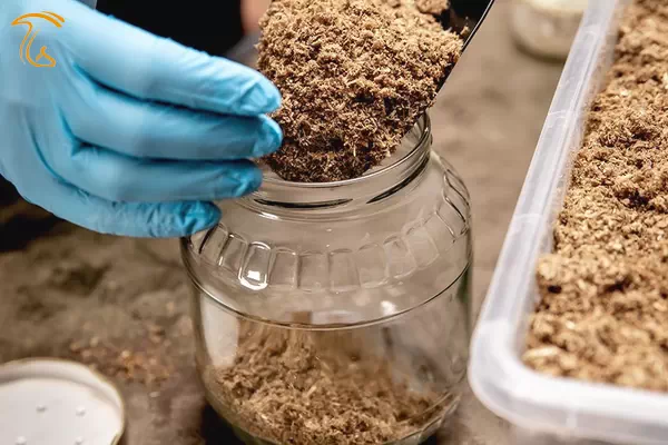 آماده سازی بستر خاک اره برای تولید بذر قارچ انوکی