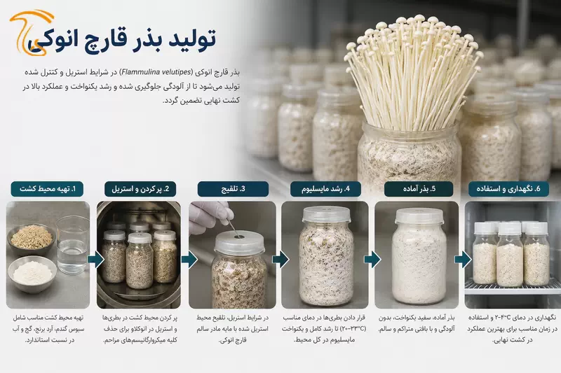 مراحل تولید بذر قارچ انوکی