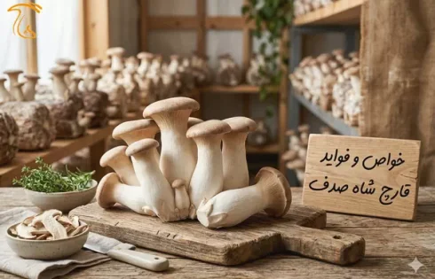 خواص و فواید قارچ شاه صدف برای سلامتی بدن