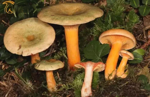 قارچ Lactarius densifolius گونه خوراکی بومی جنگل های آفریقا