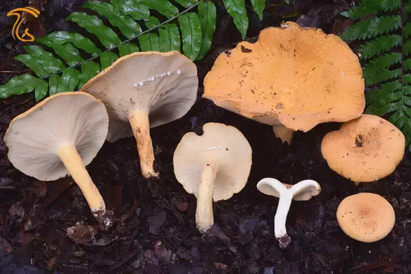 ظاهر قارچ Lactarius densifolius گونه خوراکی بومی جنگل های گرمسیری آفریقا که به قارچ Namapele معروف است