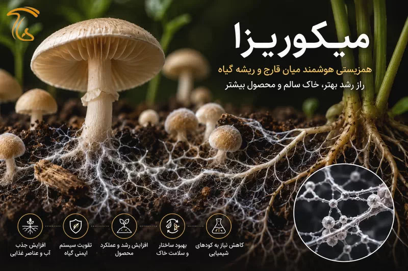 رابطه مایکوریزا قارچ با ریشه گیاهان