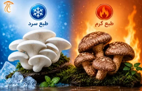 طبع قارچ چیست؟