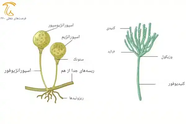 تفاوت کنیدیوفور و اسپورانژیوفر