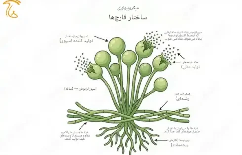 اسپورانژیفور محافظ کیسه اسپور