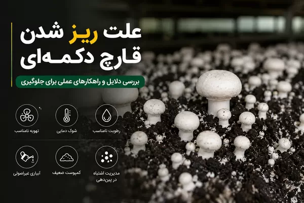 دلایل کوچک ماندن قارچ دکمه ای