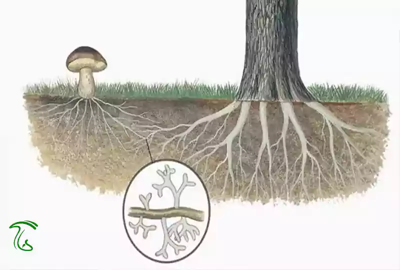 میکوریزا (Mycorrhiza) یا رابطه همزیستی میان قارچ و ریشه گیاه