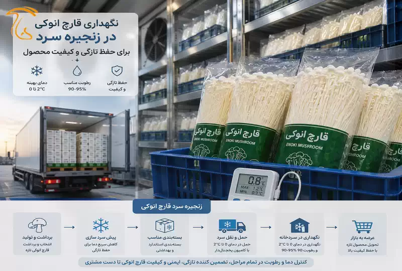 نگهداری قارچ انوکی در زنجیره سرد برای حفظ تازگی و کیفیت محصول
