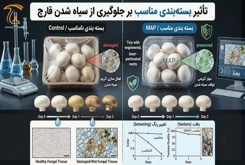 تأثیر بستهبندی مناسب بر جلوگیری از سیاه شدن قارچ
