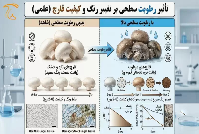 تأثیر رطوبت سطحی بر تغییر رنگ و کیفیت قارچ