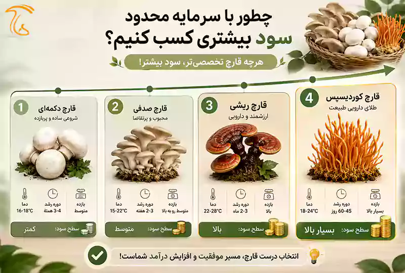 کدام قارچ سود و درآمد بیشتری را دارد