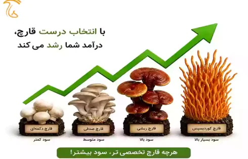 درآمد و سود پرورش قارچ چقدر است
