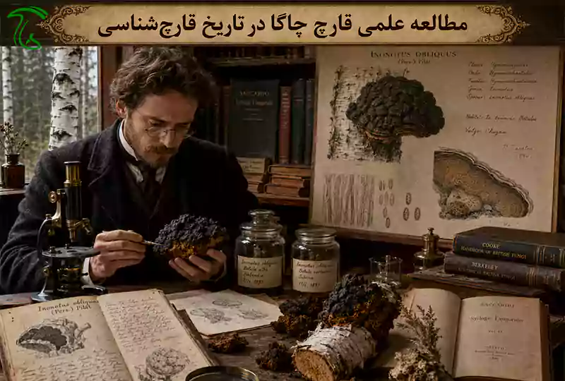 مطالعه علمی قارچ چاگا Inonotus obliquus در تاریخ قارچشناسی