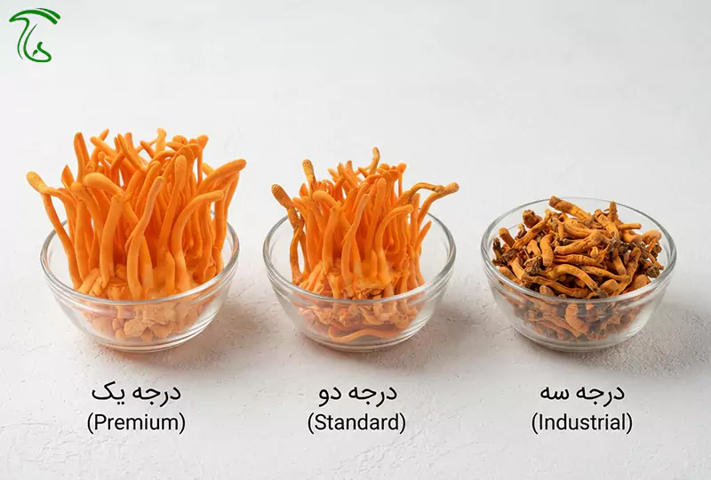 طبقهبندی تجاری کوردیسپس خشک