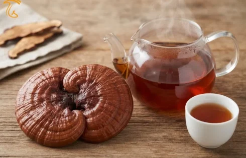 خواص دمنوش قارچ گانودرما؛ ایمنی، لاغری و سلامت کبد