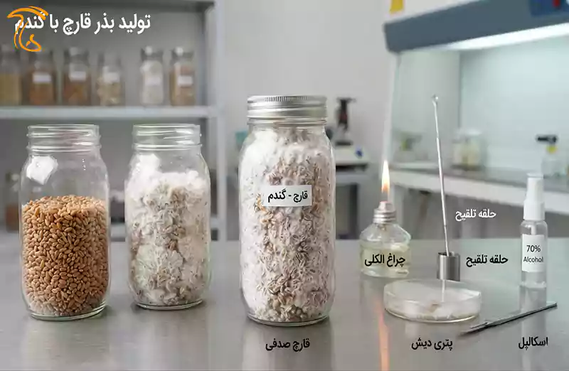 مراحل آماده سازی بذر قارچ از گندم